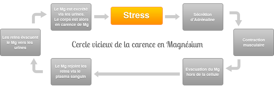 Cercle vicieux de la carence en magnésium